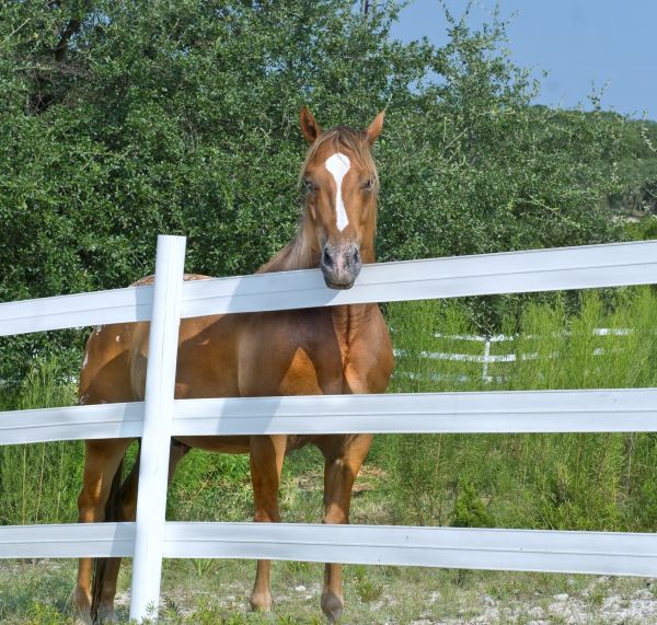 Equine Fence Painting